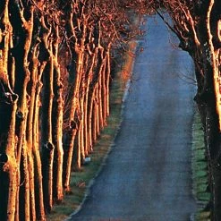 Outlet 👍 Tomax Puzzles 1000 Pieces My Way 😉