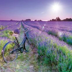 Deals 😀 Educa 1000 Pieces Cycling In The Lavender Field 🧨
